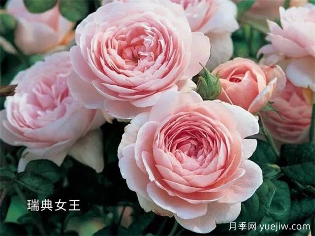 100种月季玫瑰品种图鉴大全，你认识有没有超过10个？(图1)