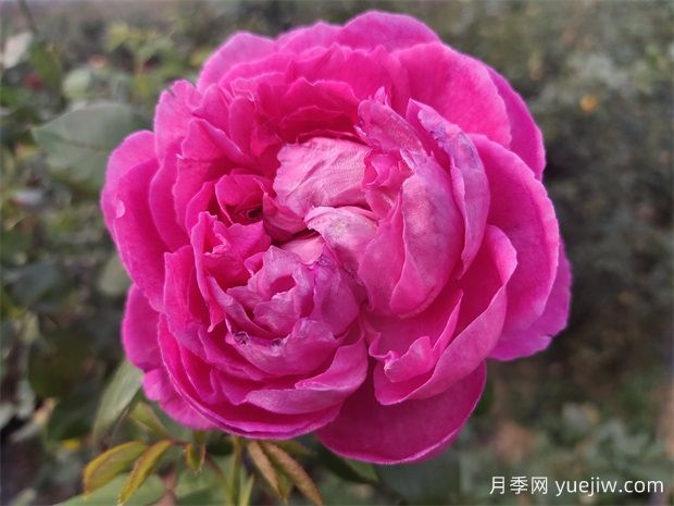害怕花刺，推荐10种无刺少刺又仙气十足的月季品种(图2)