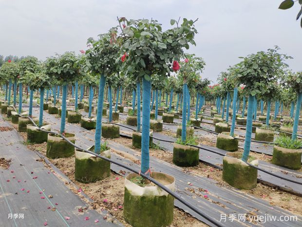 上海龙凤419：绿化月季简易种植办法(图2)