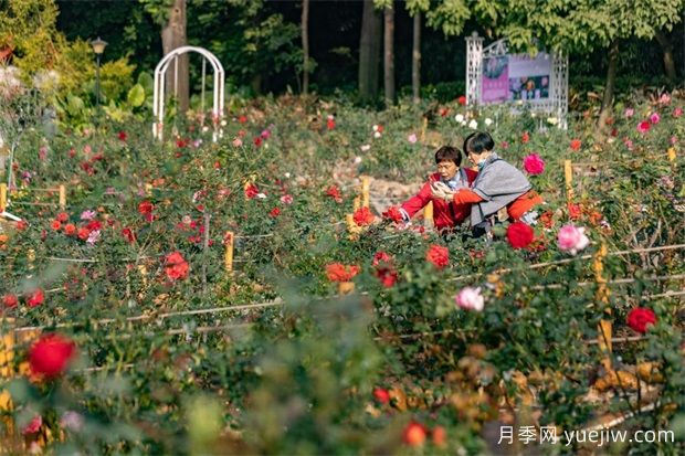 冬日烂漫花海惹人醉，广州云台花园1.2万棵月季花盛放(图1)