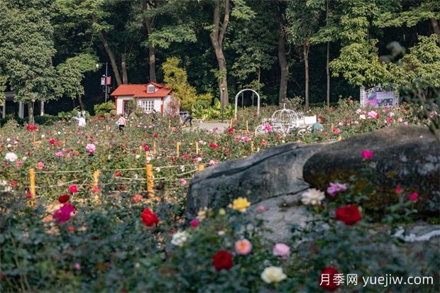 冬日烂漫花海惹人醉，广州云台花园1.2万棵月季花盛放(图3)