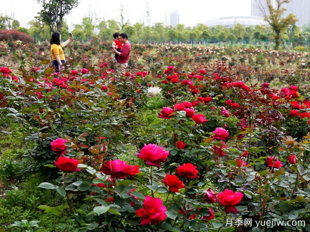 安庆月季市花文化和景观图集(图1)