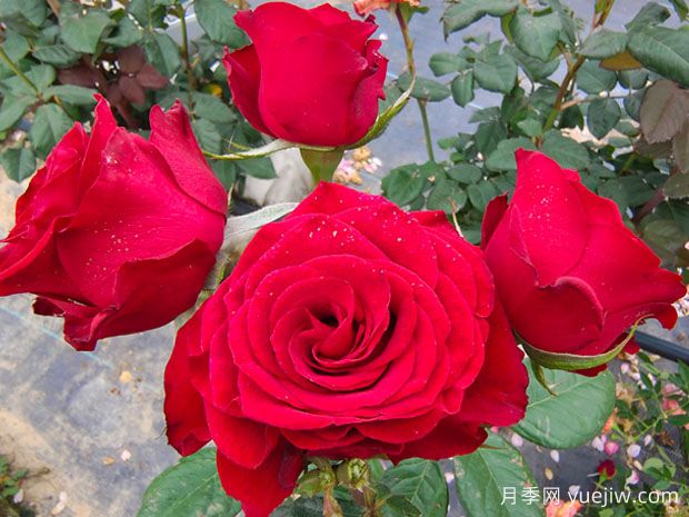 男生为什么送女生11朵红玫瑰花？(图1)