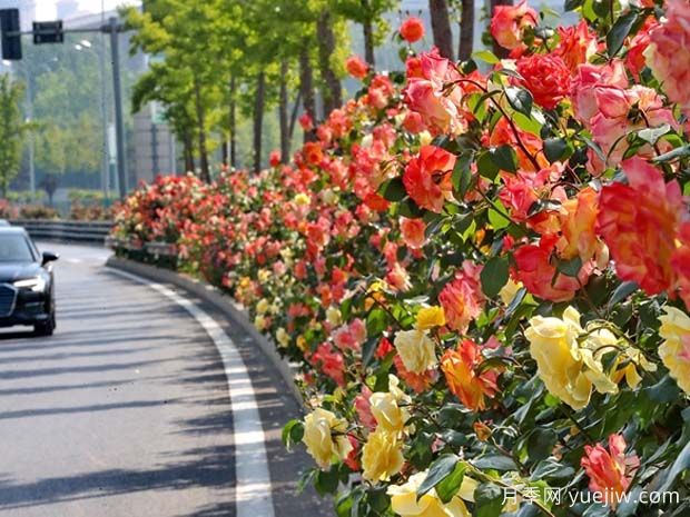 秦皇岛月季市花文化和景观图集(图1)