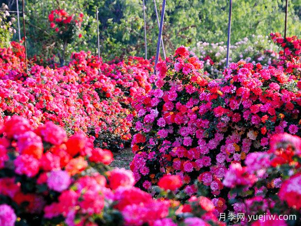 青岛月季市花文化和景观图集(图1)