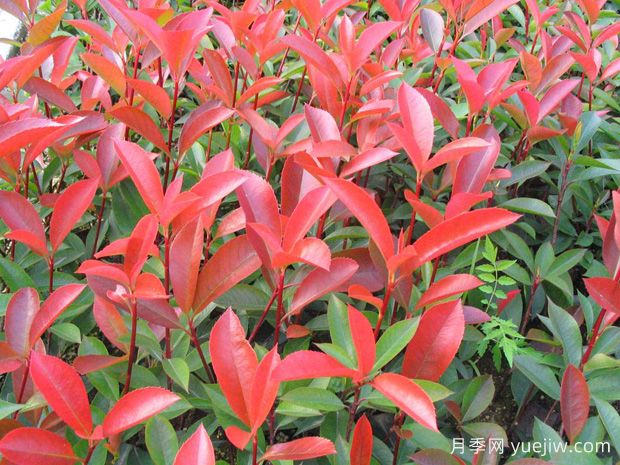 推荐6种经典的红色植物，养一盆红火真喜庆(图1)