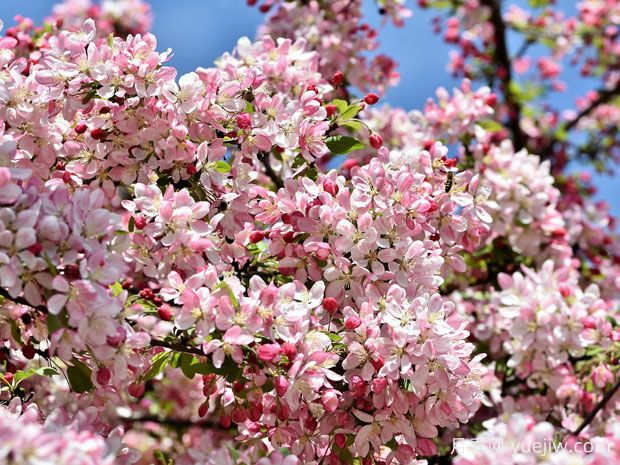 春天赏花，就看这10种你必须知道的花树(图1)