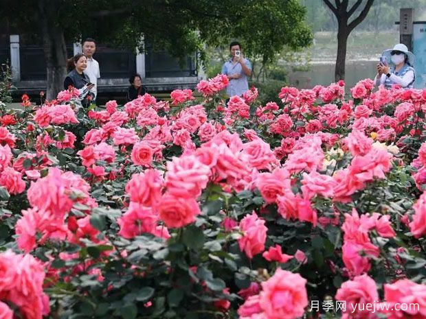 温州月季应用和景观图集(图1)