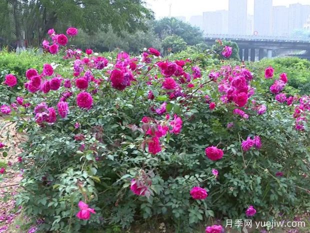 莆田月季市花文化和景观图集(图2)