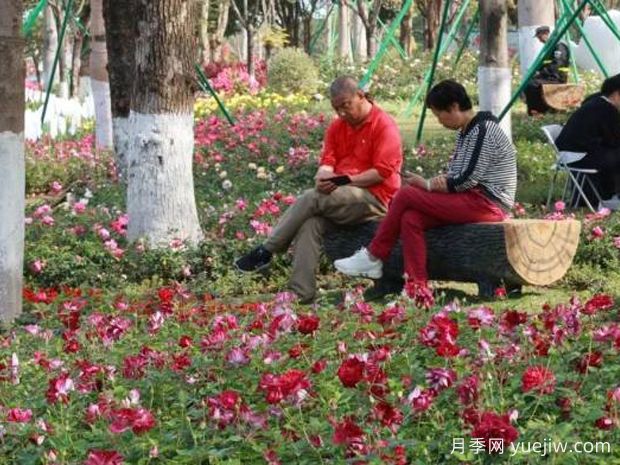 广州月季应用和景观图集(图3)