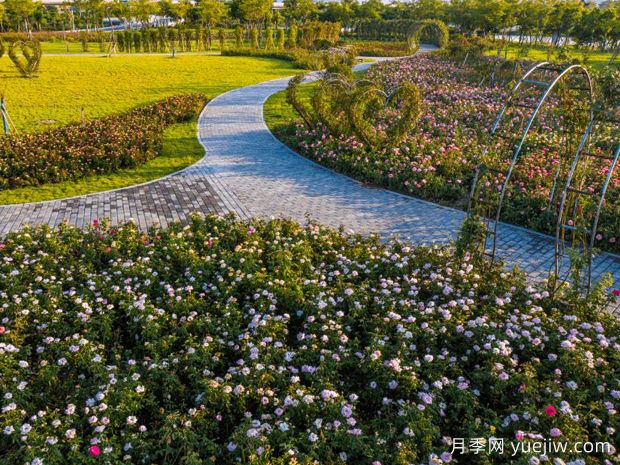 肇庆月季应用和景观图集(图2)