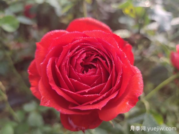 情人节畅销物“玫瑰”竟是切花月季！真玫瑰是谁？(图1)