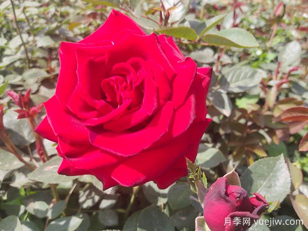 情人节畅销物“玫瑰”竟是切花月季！真玫瑰是谁？(图3)