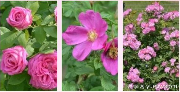 轻松区分月季、玫瑰和蔷薇ROSE三姐妹，不再迷茫于爱情花海(图1)