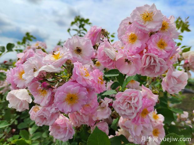 轻松区分月季、玫瑰和蔷薇ROSE三姐妹，不再迷茫于爱情花海(图2)