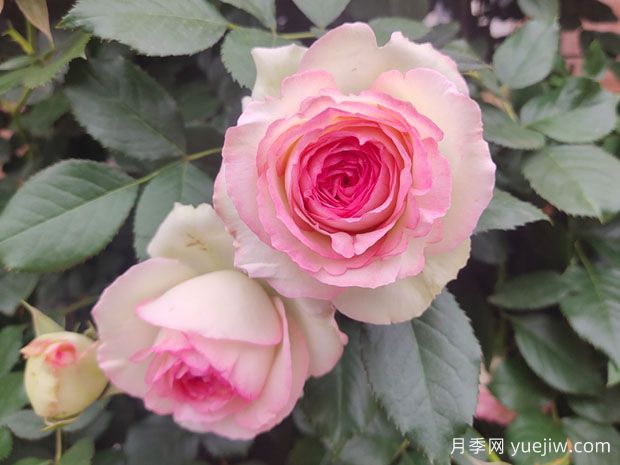 轻松区分月季、玫瑰和蔷薇ROSE三姐妹，不再迷茫于爱情花海(图3)