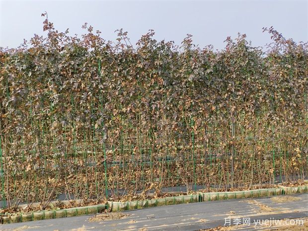 蒂娜红色爬藤月季花墙网片产地批发(图2)