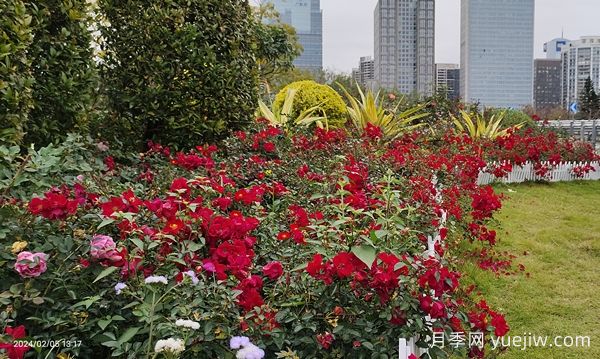 广州赤坭近千亩七彩月季绽放，一场春天的浪漫之约(图1)