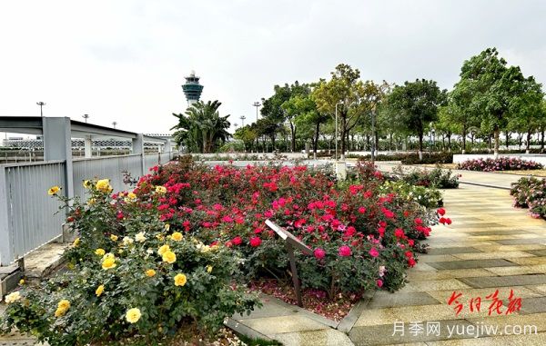 广州赤坭近千亩七彩月季绽放，一场春天的浪漫之约(图2)