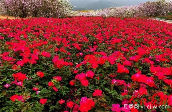 广州赤坭近千亩七彩月季绽放，一场春天的浪漫之约(图3)