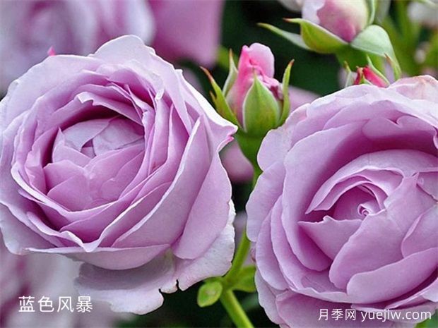 非常值得养的6种月季花，花美抗病四季开花(图3)