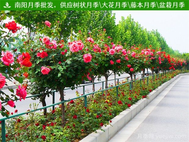 道路绿化带中常见的开花的树有什么？(图1)