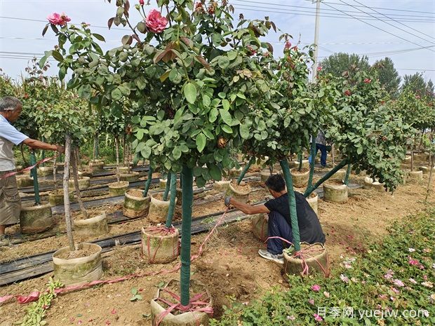 早春养月季，浇水抹芽施肥，生长开花不用愁(图1)