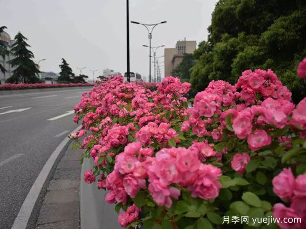 为何城市绿化带都开始大规模栽植月季花？(图2)