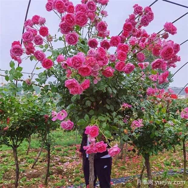 月季花花期过后怎么处理(图1)