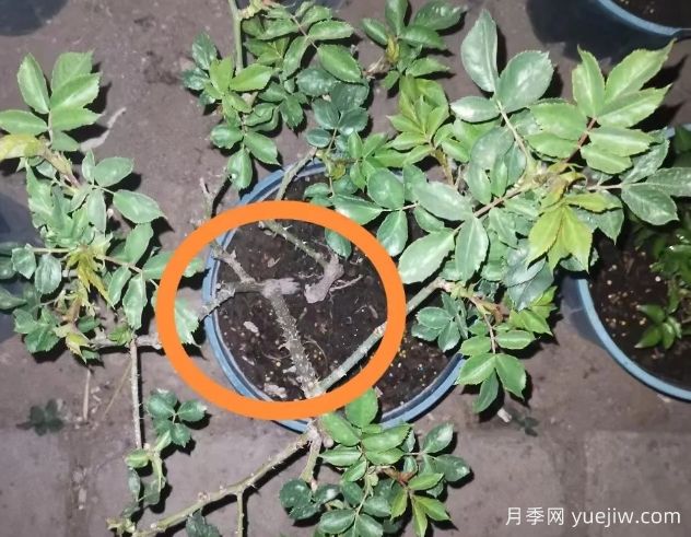 月季怎么抹芽？详细教程来啦，照着做，爆花很简单(图2)