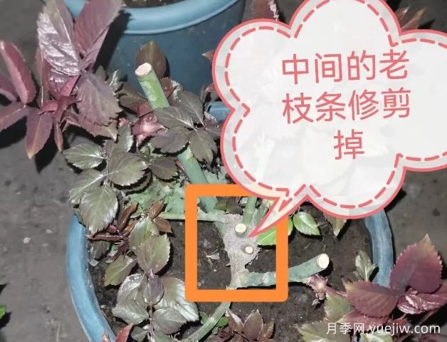 月季怎么抹芽？详细教程来啦，照着做，爆花很简单(图1)