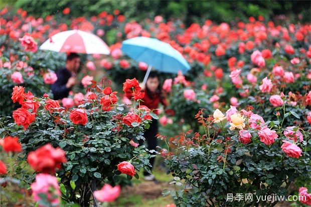 三明沙县琅口玫瑰花开惹人醉(图1)