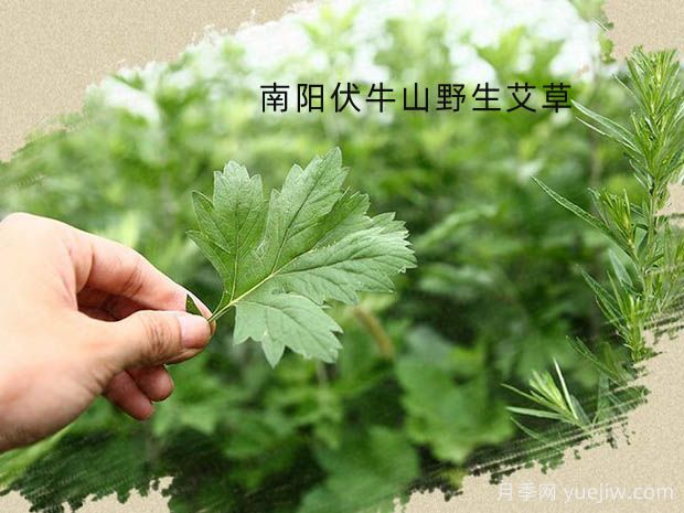 南阳艾及其利用(图1)