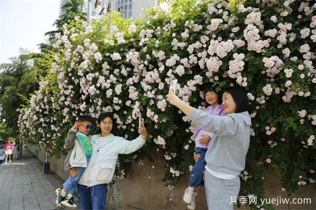 南阳蔷薇花开的时节满城春(图1)