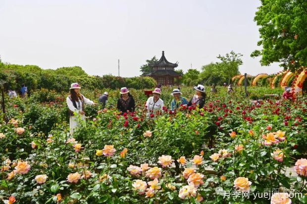 南阳月季：展品牌亮点 促花样经济(图2)