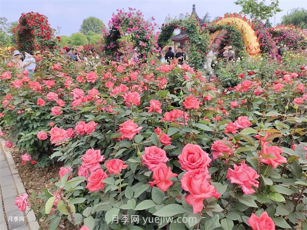 南阳：以月季花为媒 花样经济促繁荣(图1)