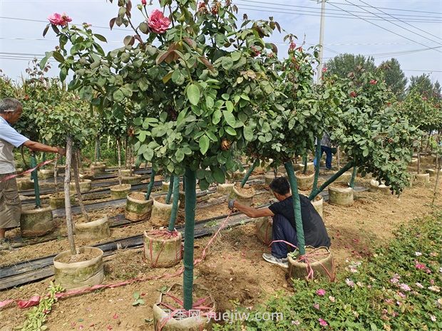 地上钵树状月季/地面月季树(图4)