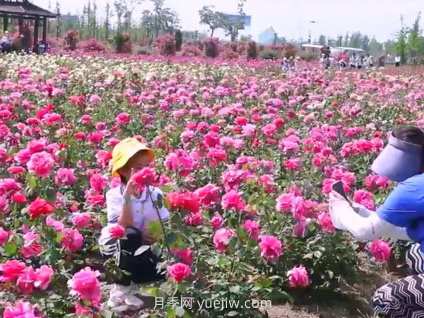 盐城射阳县鹤乡菊海8万株月季花盛放，打卡圣地(图1)