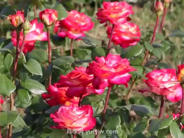 盐城射阳县鹤乡菊海8万株月季花盛放，打卡圣地(图3)