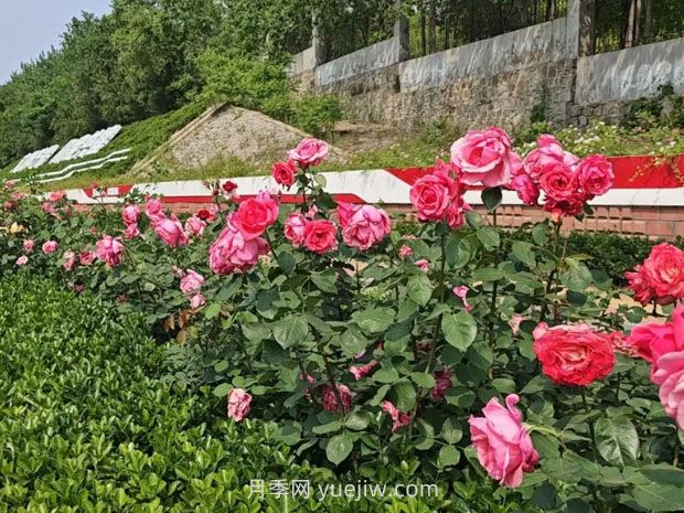 1.5万株大花月季盛开，烟台鲜花大道浪漫上线(图2)