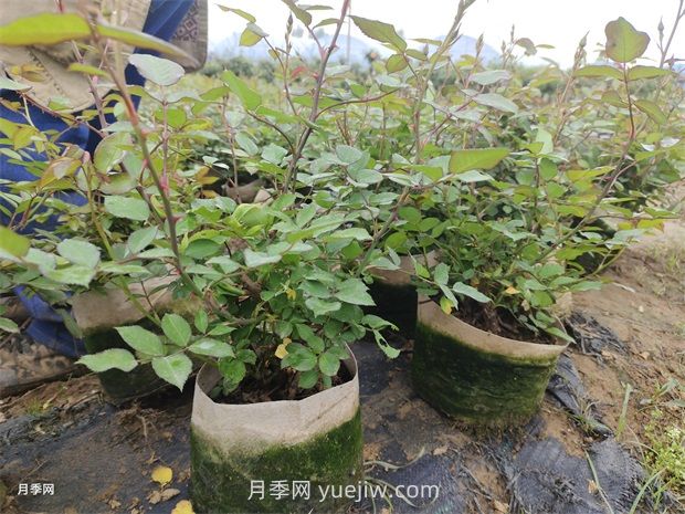 2500棵矮壮美植袋月季苗绿化校园花坛景观(图3)