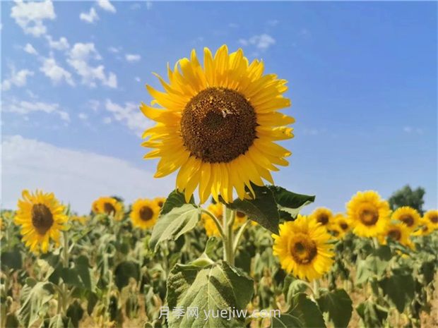 向日葵的种植时间和方法(图1)