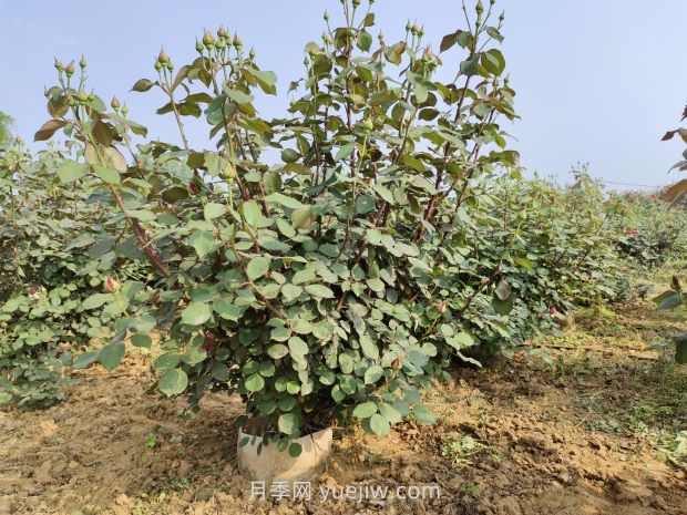 大花月季种植密度，每平几棵？(图1)