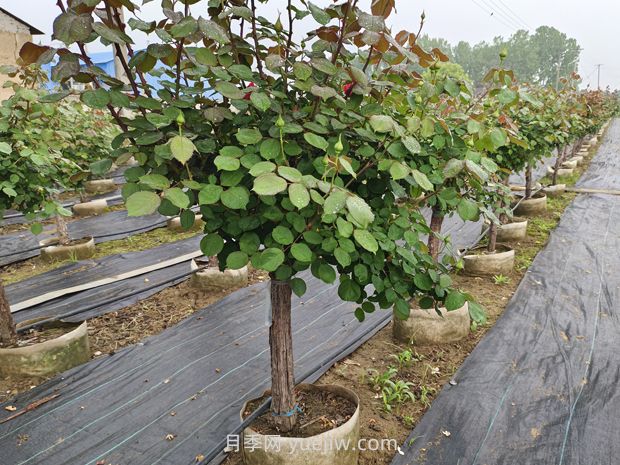 苗木栽植的深度多少***合适？(图1)