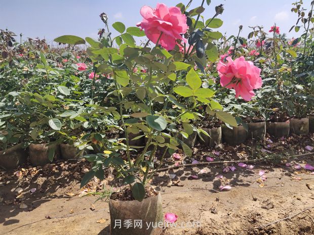 为什么夏季是苗木移植的淡季期呢？(图1)