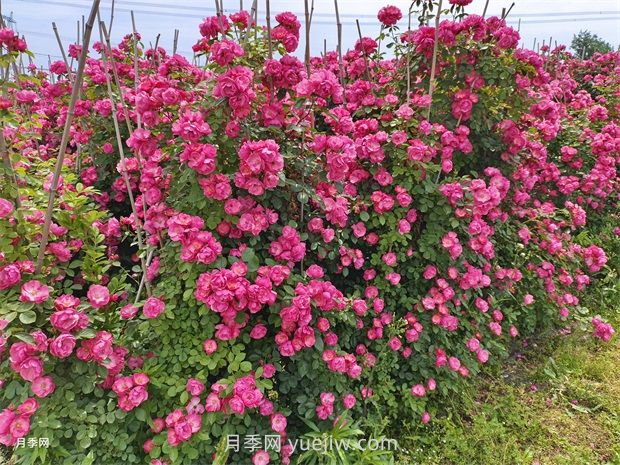 应对高温种月季，夏天苗木种植如何提高成活率？(图3)