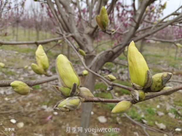 玉兰花有什么颜色？带你一起了解南阳玉兰花(图3)