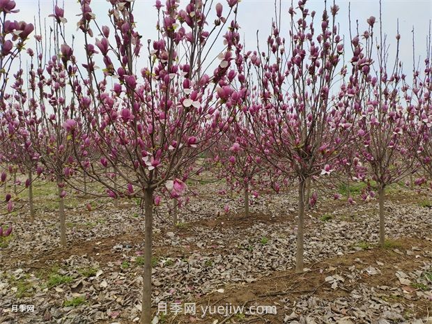 南阳南召：中国玉兰之乡花木分外香(图1)