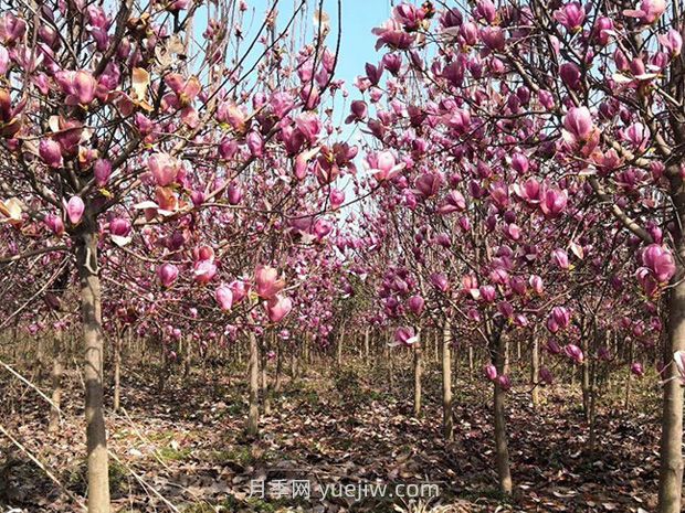 南阳南召：中国玉兰之乡花木分外香(图3)