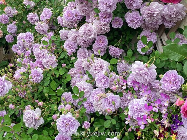 蓝色阴雨月季，花开如瀑的蓝紫色爬藤(图1)